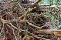 close up Root of the giant fallen tree texture in tropical rainforest Chiang mai Royalty Free Stock Photo