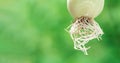 Close-up of the root of the onion plant. Sprouting onions. Place for text, blurred green background