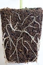 Close-up of root system in Fuchsia plug plant