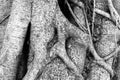 Close up root tree ,black and white photo Royalty Free Stock Photo