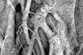 Close up root tree ,black and white photo Royalty Free Stock Photo