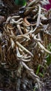 Close up the roots of bonsai plants Royalty Free Stock Photo