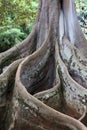 Close up of the roots and bottom of the tree trunk of a large sprawling Moreton Bay Fig Trees in the Allerton Gardens Royalty Free Stock Photo