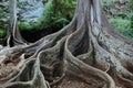 Close up of the roots and bottom of the tree trunk of a large sprawling Moreton Bay Fig Trees in a tropical rainforest Royalty Free Stock Photo