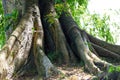 Close-up of the roots of a huge banyan tree Royalty Free Stock Photo