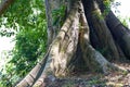 Close-up of the roots of a huge banyan tree Royalty Free Stock Photo
