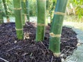 A close-up of the roots of a huge, thick bamboo. Dendrocalamus latiflorus Munro.