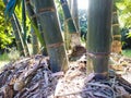 A close-up of the roots of a huge, thick bamboo. Dendrocalamus latiflorus Munro.