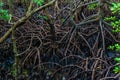 Close up on roots of Mangrove forest, Zanzibar. Tropical forest in mud. Jozani forest Royalty Free Stock Photo