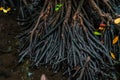 Close up on roots of Mangrove forest, Zanzibar. Tropical forest in mud. Jozani forest Royalty Free Stock Photo