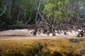 Close-up of roots of mangrove trees on the shore. Nusa Lembongan, Bali, Indonesia