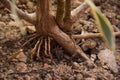 Close-up of roots of a Song of India Plant