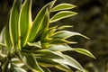 Close-up of roots of a Song of India Plant