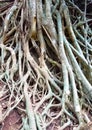 Close up of roots of a tree Royalty Free Stock Photo