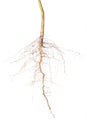 Close up of roots tree Royalty Free Stock Photo
