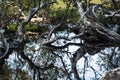 Close up of roots of a tree Royalty Free Stock Photo