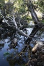 Close up of roots of a tree Royalty Free Stock Photo