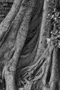 Close up of roots of the tree were for a long time Royalty Free Stock Photo