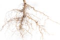 Close up of roots tree Royalty Free Stock Photo