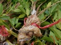 Close up of the roots of a young air layered Ficus annulata branches ready to be planted into the ground Royalty Free Stock Photo