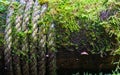 Close up of Rope and moss on a wood pillar of pathways at the An Royalty Free Stock Photo