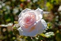 Hybrid Tea rose Francis Meilland light pink bloom in garden in soft sunlight. Bokeh Royalty Free Stock Photo