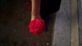 Close up of Rosa Mister lincoln flower in human hand. Red roses usually show deep feelings, like love, longing, or desire Royalty Free Stock Photo