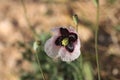 Close-up of a Rosaceous poppy found in a field in late winter Royalty Free Stock Photo