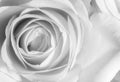 Close up of a rose in black and white Royalty Free Stock Photo
