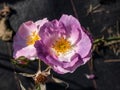 Rose \'Blue for you\' flowering with semi-double, pale purple-mauve flowers that fade to slate blue in the park in