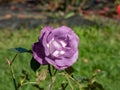 Rose \'Blue for you\' flowering with semi-double, pale purple-mauve flowers that fade to slate blue in the park in