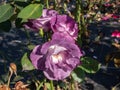 Rose \'Blue for you\' flowering with semi-double, pale purple-mauve flowers that fade to slate blue in the park in