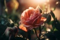 A close-up of a rose with a blurred background AI generated