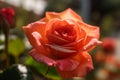 A close-up of a rose with a blurred background AI generated