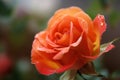 A close-up of a rose with a blurred background AI generated