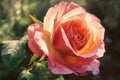 A close-up of a rose with a blurred background AI generated