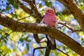 Close up of a rose breasted Galah or Cockatoo perched in tree