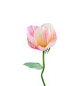 Rose bud flowers fresh sweet light yellow petal  pink stripes begin blooming with green stem and leaves isolated on white Royalty Free Stock Photo