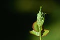 Close-up of a rose bud that is full of green aphids Royalty Free Stock Photo