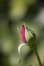 Close-up of a rose bud on a green background with bokeh Royalty Free Stock Photo