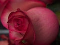 Close-up of rose Bud petals pink. Delicate flowers. Royalty Free Stock Photo