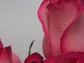 Close-up of rose Bud petals pink. Delicate flowers. Royalty Free Stock Photo