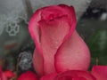 Close-up of rose Bud petals pink. Delicate flowers. Royalty Free Stock Photo