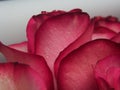 Close-up of rose Bud petals pink. Delicate flowers. Royalty Free Stock Photo