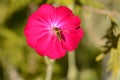 Rose Campion flowerhead with pollinating hoverfly