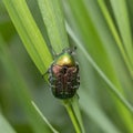 Close up of a rose chafer Cetonia aurata on a plant. Cetonia aurata, called the rose chafer or the green rose chafer