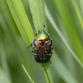 Close up of a rose chafer Cetonia aurata on a plant. Cetonia aurata, called the rose chafer or the green rose chafer