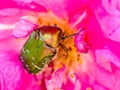 Close Up Rose Chafer Golden Green Beetle On A Rose Flower