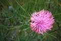 Rose Coneflower,Isopogon formosus, a native wildflower of Western Australia