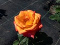 Rose \'Confetti\' flowering with medium, double, deep yellow later orange-red flowers in clusters and growing in a